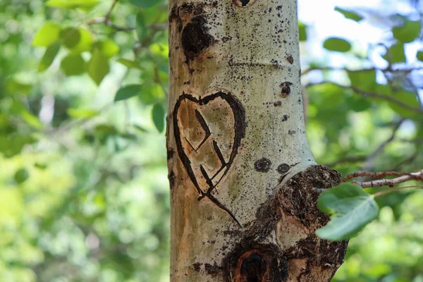Close Coração Esculpido Tronco Árvore Álamo Uma Floresta Colorado — Fotografia de Stock