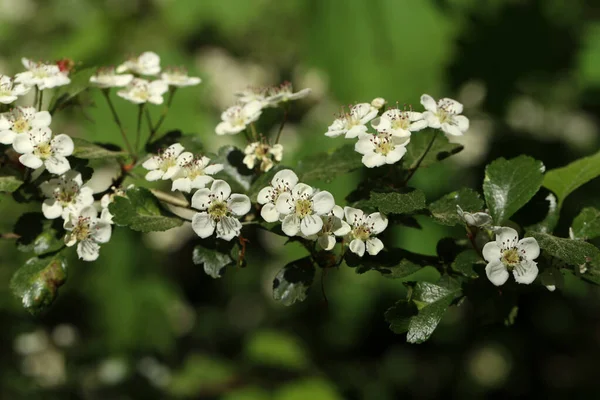 Крупним Планом Постріл Квітучих Білих Квітів Зелені — стокове фото