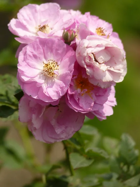 Primer Plano Hermosas Rosas Rosadas Sobre Fondo Borroso — Foto de Stock