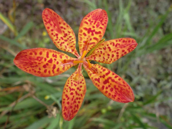 Horní Pohled Záběr Krásné Blackberry Lily — Stock fotografie