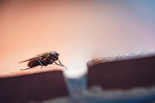 Eine Nahaufnahme Einer Stubenfliege Die Auf Einer Oberfläche Ruht — Stockfoto