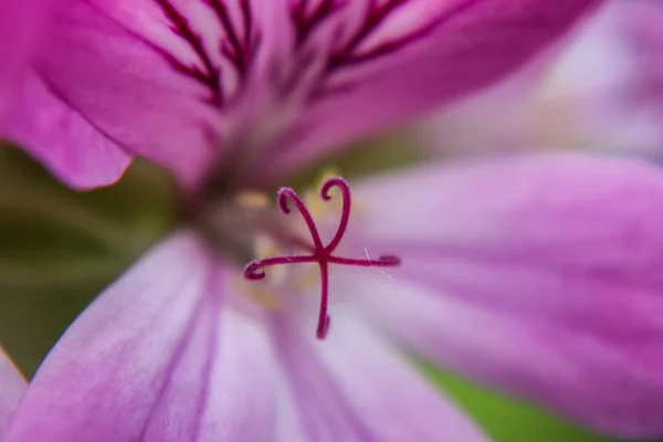 Bulanık Arka Planda Güzel Pembe Bir Çiçeğin Makro Çekimi — Stok fotoğraf