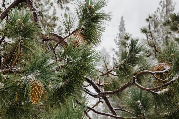 Tallen Grenar Täckta Snö Vintern Perfekt För Tapeter — Stockfoto