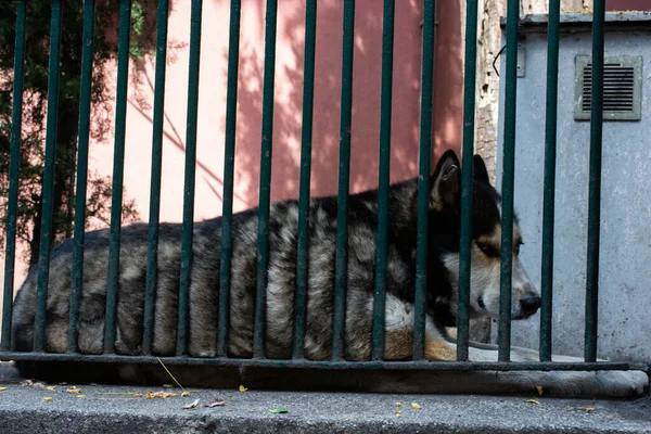 Egy Szemmagasságú Kép Egy Aranyos Hazudós Kutyáról Állatmenhely Mögött — Stock Fotó