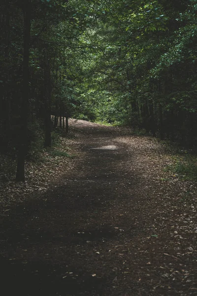 Ormanda Bir Doğa Yolu — Stok fotoğraf