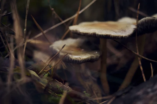 Gros Plan Champignons Sur Sol — Photo