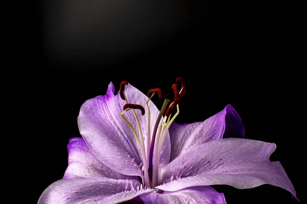 Primer Plano Flor Lirio Púrpura Sobre Fondo Oscuro — Foto de Stock