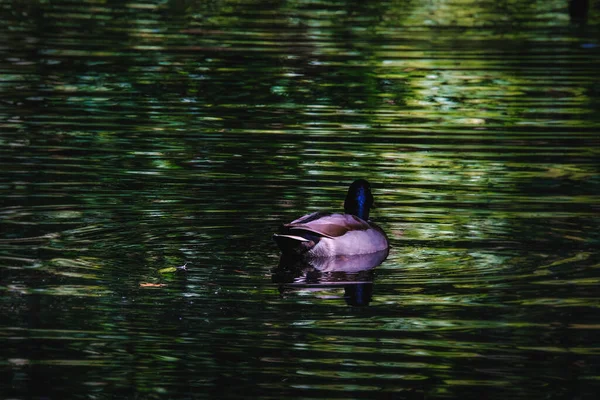 stock image A lonely mallard duck swimming in a lake