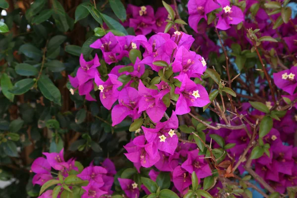 Enfoque Selectivo Hermosas Flores Buganvillas Púrpuras — Foto de Stock