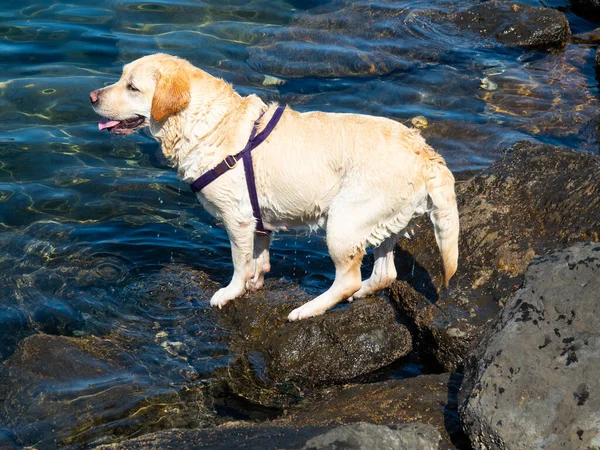 Een Vertederende Labrador Retriever Hond Die Het Water Speelt — Stockfoto