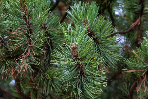 Pinus Mugo Pinheiro Rastejante Conífera Nos Alpes — Fotografia de Stock