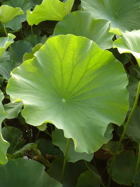 太陽の下で新鮮な緑の蓮の葉でいっぱいの池の選択的なフォーカスショット — ストック写真