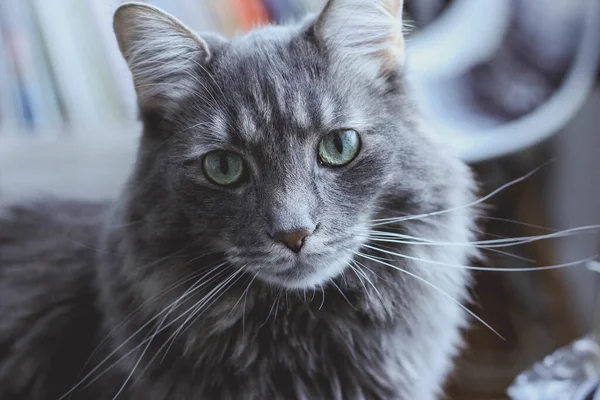 Сірий Домашній Довгошерстий Кіт — стокове фото