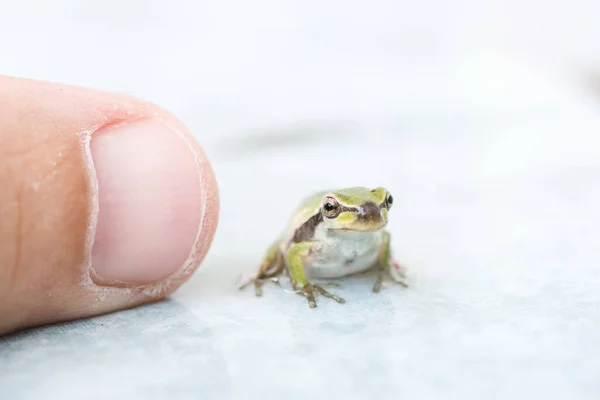 Nahaufnahme Eines Kleinen Froschs Der Nähe Eines Fingers — Stockfoto