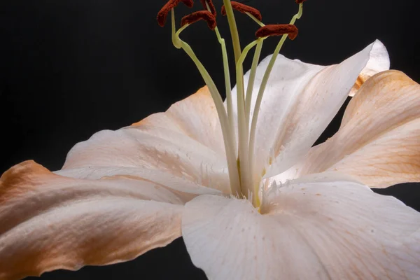 Koyu Arkaplanda Turuncu Bir Zambak Çiçeğinin Yakın Plan Çekimi — Stok fotoğraf