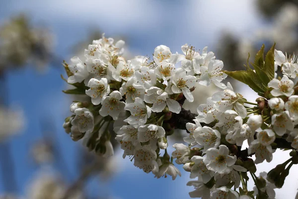 春に開花する庭木のクローズアップ — ストック写真