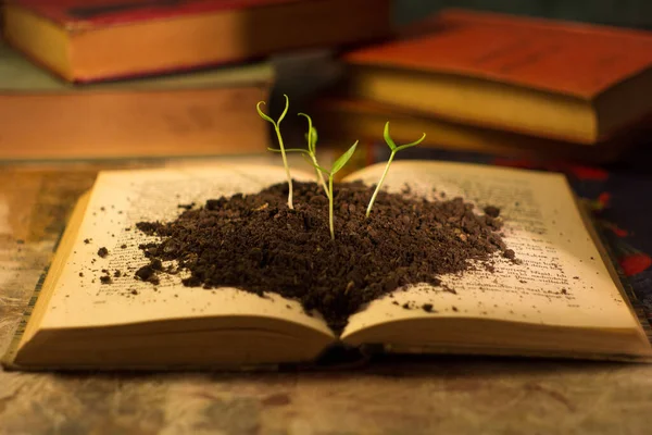 Açık Bir Kitapta Topraktan Filizlenen Tohumların Yakın Plan Çekimi — Stok fotoğraf