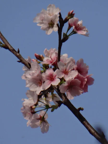 Tiro Foco Seletivo Belas Flores Cerejeira Durante Dia — Fotografia de Stock