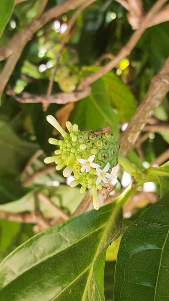 Een Verticaal Shot Van Een Bloeiende Noni Boom Een Tuin — Stockfoto