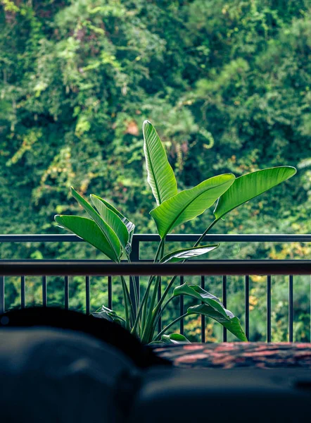 Vertikal Bild Gröna Tropiska Växter — Stockfoto