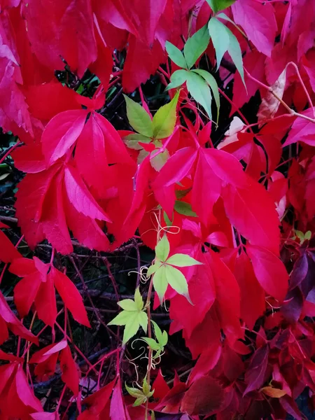 Eine Vertikale Nahaufnahme Von Roten Und Grünen Ahornblättern — Stockfoto