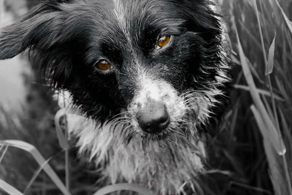 Cão Preto Branco Adorável Com Uma Expressão Triste — Fotografia de Stock