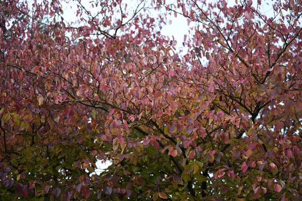 Ένα Κοντινό Πλάνο Δέντρων Κόκκινα Φθινοπωρινά Φύλλα — Φωτογραφία Αρχείου