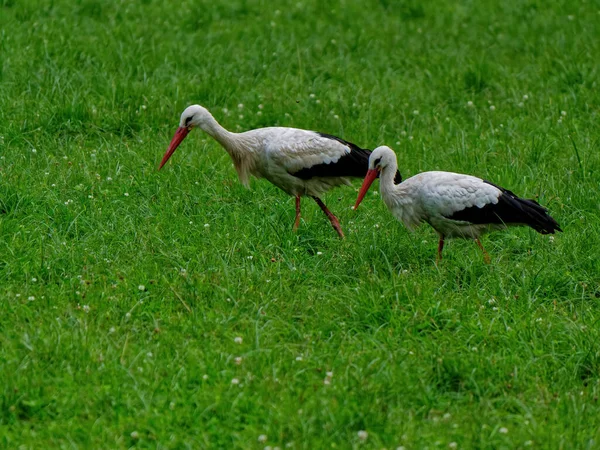 Quelques Cigognes Blanches Marchant Sur Prairie Couverte Herbe — Photo