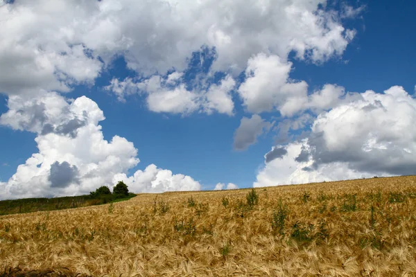 Uszy Polu Złotej Pszenicy Słońcu Białymi Chmurami Błękitnym Niebem Przestrzeń — Zdjęcie stockowe