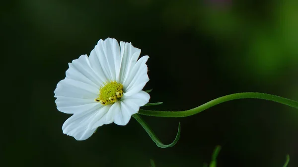 Eine Selektive Fokusaufnahme Der Weißen Kosmos Blume — Stockfoto