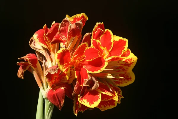 Closeup Shot Red Yellow Canna Flowers Isolated Black Background — Stock Photo, Image