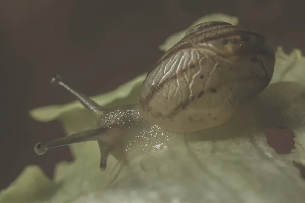 緑の葉を食べる巨大なカタツムリのクローズアップショット — ストック写真