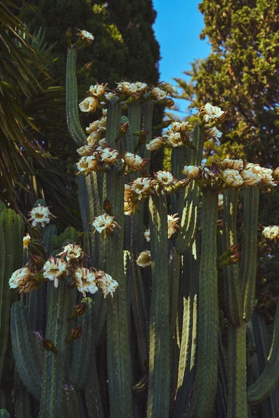 Plano Vertical Cactus Florecido —  Fotos de Stock