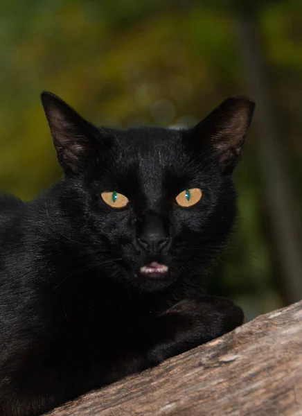 Portrait Black Cat Yellow Eyes Tree Blurry Background — Stock Photo, Image