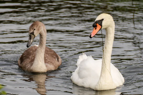 Primer Plano Cisnes — Foto de Stock