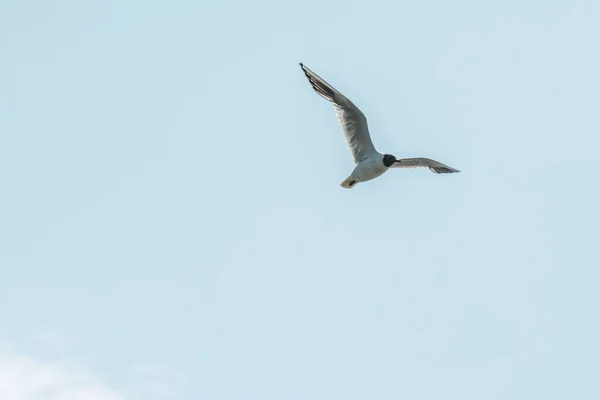 Low Angle Shot Flying Seagull — Stock Photo, Image