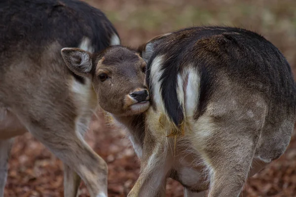 Selektiv Fokusbild Barnkänguru Skogen — Stockfoto