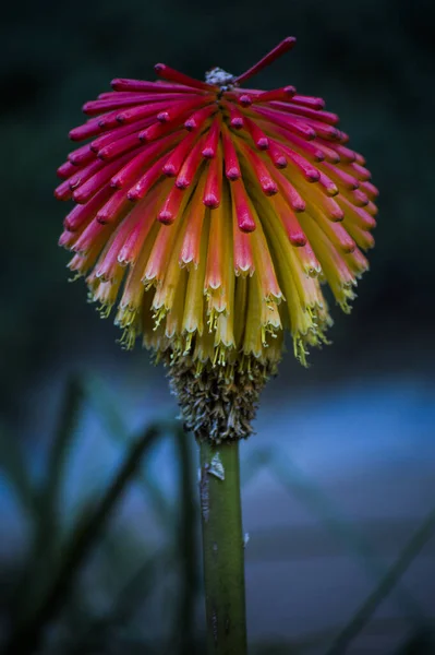 Eine Vertikale Aufnahme Einer Bunten Blume Auf Dunkelblauem Hintergrund — Stockfoto