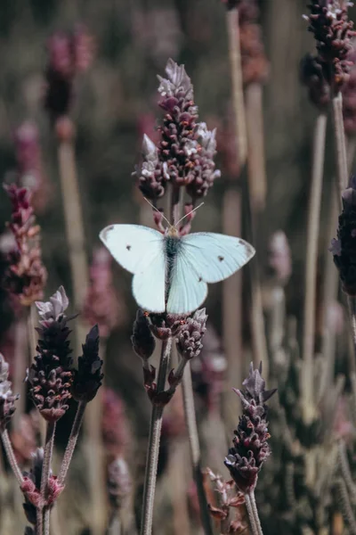 Vertikal Selektiv Fokusbild Vit Fjäril Lavendel — Stockfoto