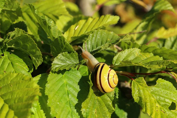 蜗牛慢慢地爬在花园里植物的叶子上 — 图库照片