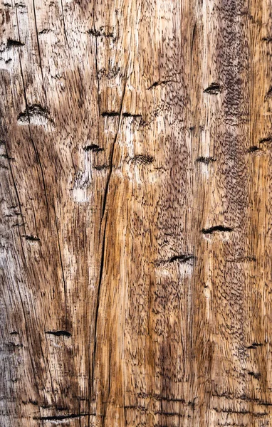 Colpo Verticale Una Struttura Corteccia Albero Sfondi — Foto Stock