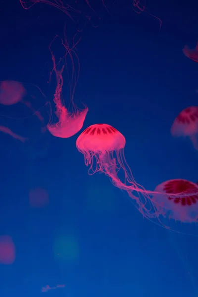 Disfrutando Buscando Medusas Acuario — Foto de Stock