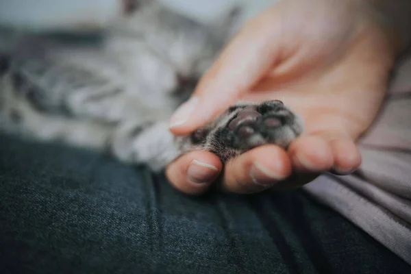 一个可爱的照片一个人牵着一只猫的爪子 — 图库照片