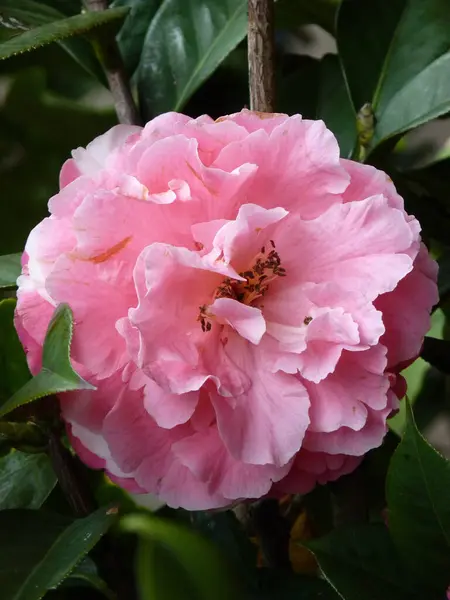 Closeup Shot Beautiful Pink Peony — Stock Photo, Image