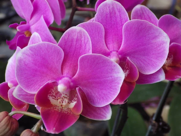 Egy Közelkép Lepke Orchidea Virágokról — Stock Fotó