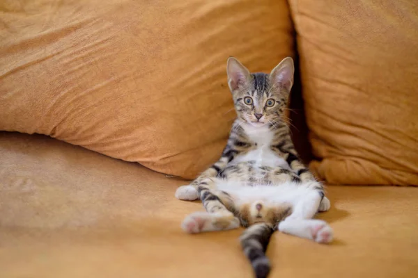 Closeup Shot Adorable Little Domestic Cat Lying Couch — Stock Photo, Image