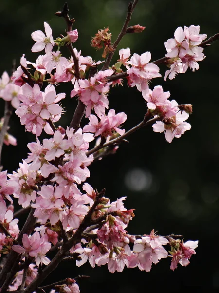 枝头上垂直的樱花 — 图库照片