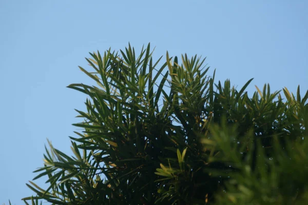 Een Langharige Podocarpus Struik Een Blauwe Achtergrond — Stockfoto