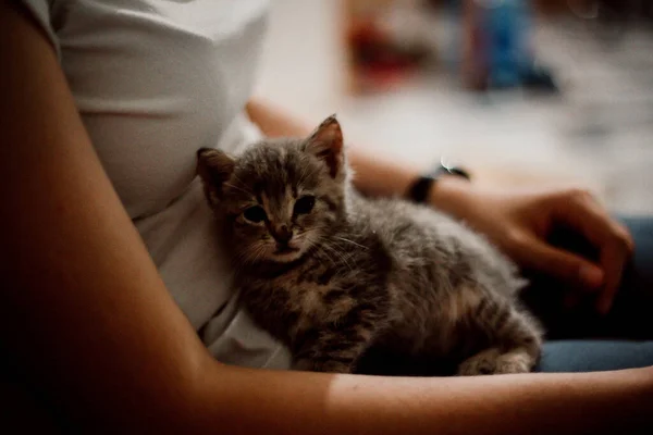 Fotografie Închidere Unui Pisoi Adorabil Care Odihnește Poala Femeii — Fotografie, imagine de stoc