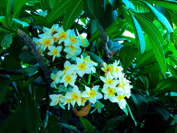 Close Flores Bonitos Sob Luz Sol — Fotografia de Stock